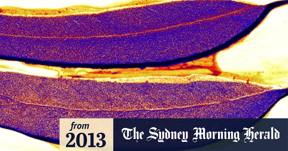 Video Gold does grow on trees